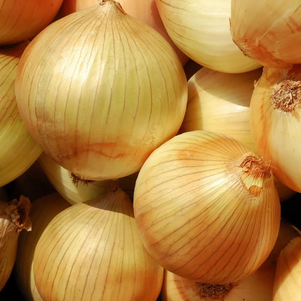 [حديقة الجيش] قبعة بصل محلية الصنع 3 كجم 5 كجم