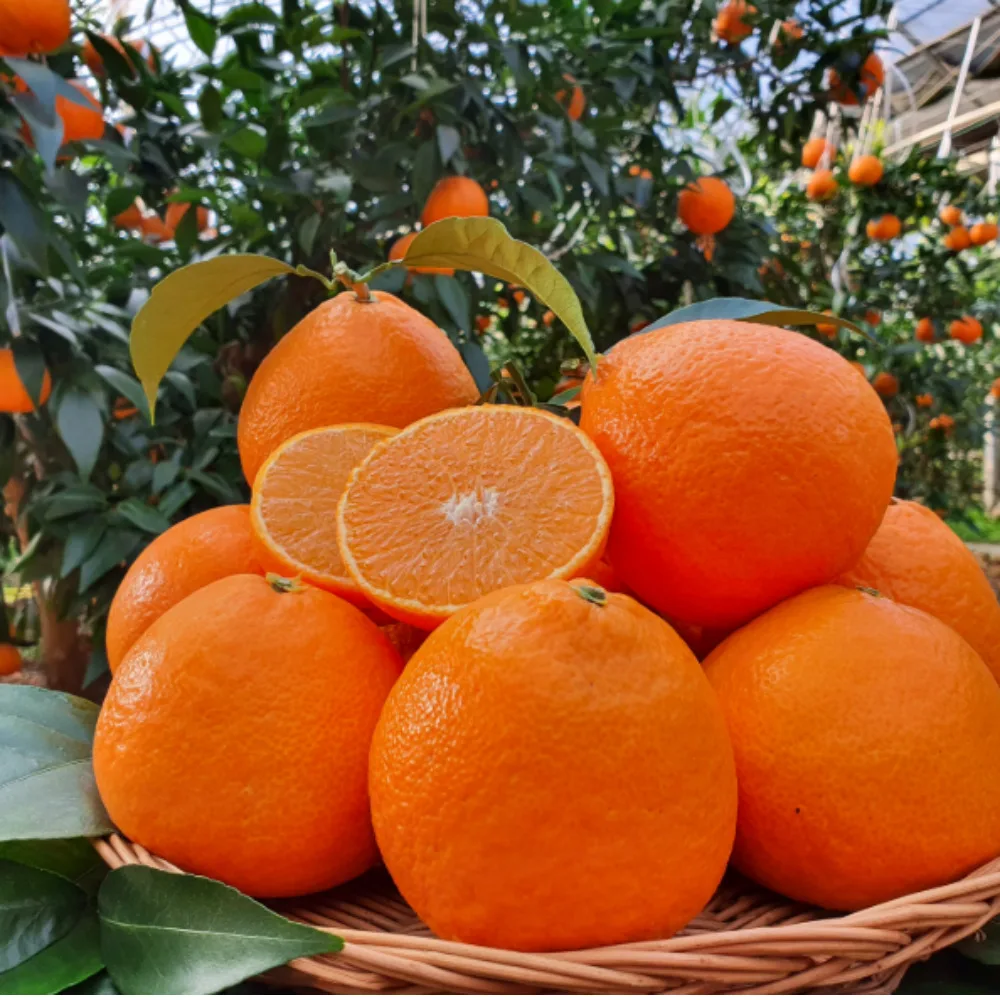 [천억페스타] 제주도 꿀 바른 천혜향 귤 오렌지 1kg 2kg 3kg 5kg 