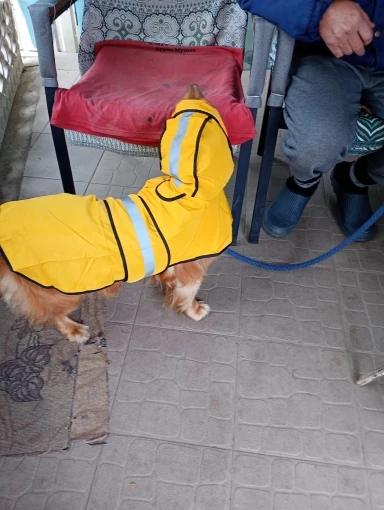 Customer review photo for Waterproof Dog Raincoat — Adjustable, Windproof & Hooded