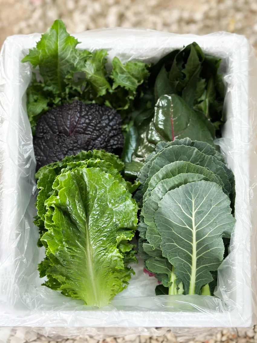 유러피안샐러드 모둠쌈채소 - 3