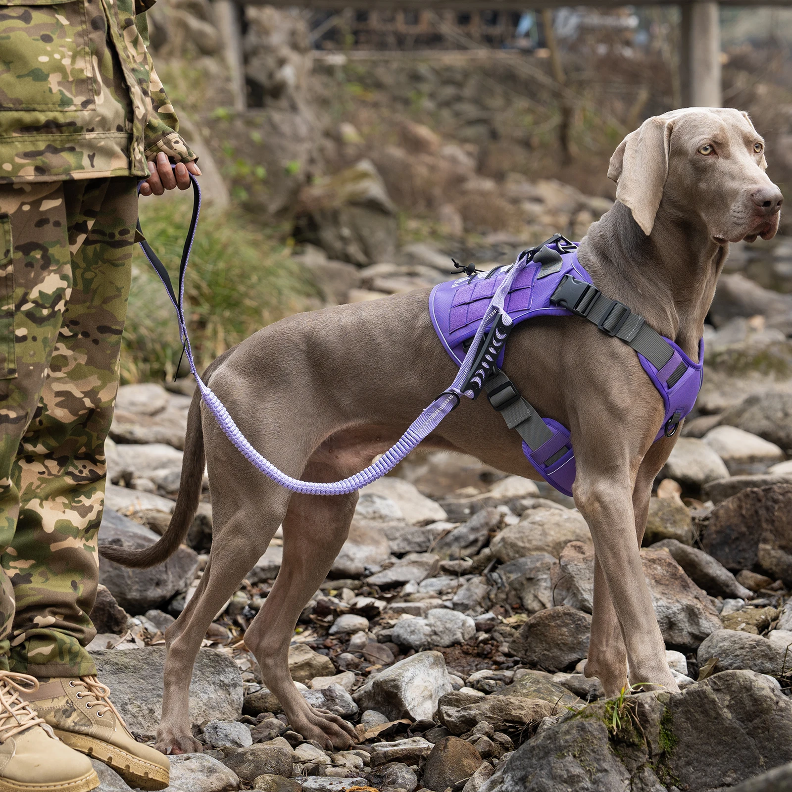 Taktische Hundeleine Robuste Reflektierende Starke Anti-Zug Bungee-Leine für Mittelgroße und Große Hunde mit Komfortablem Gepolstertem Doppelgriff – Detail 21