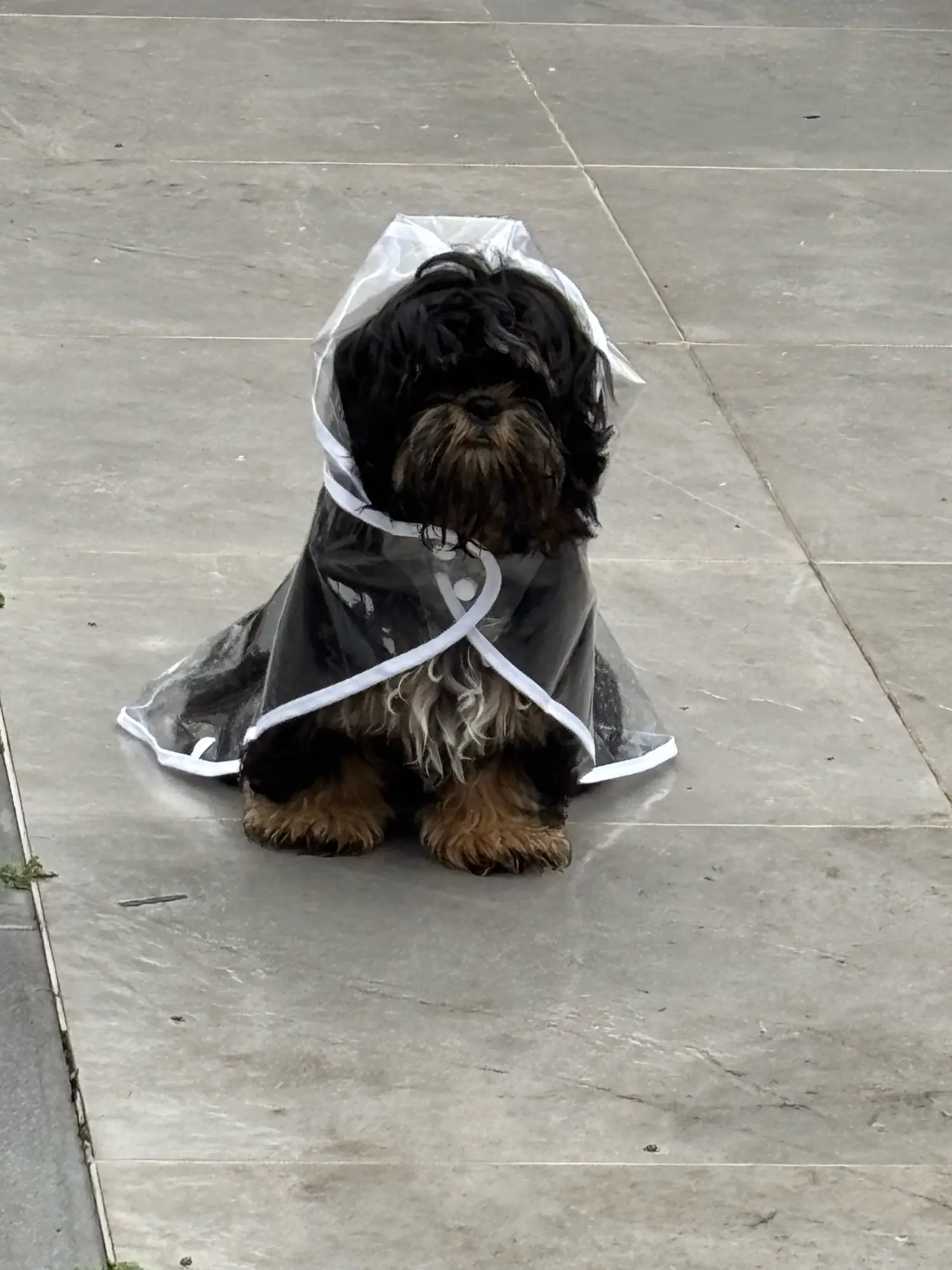 Customer review photo for Clear Water-Resistant Dog Raincoat with Harness Opening