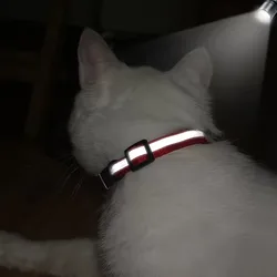 Collar identificativo para gato con placa grabada y campana