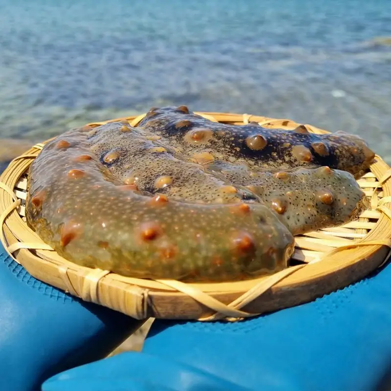 Tongyeong Entrega Directa Pepino Marino Exacuro Fresco 500g