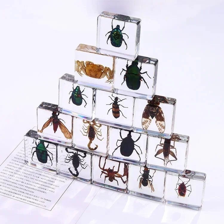 Vierkant insectenspecimen van hars, extra cognitieve leermiddelen, dierenspecimen, kunstmatig amber handwerkornament - afbeelding 2