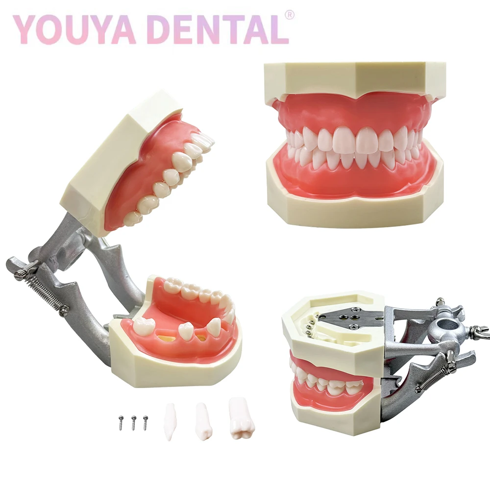 

Full-Mouth Detachable Dental Model 28 Teeth Oral Hygiene Cleaning Teaching Demo Typodont Model For Students' Practical Training