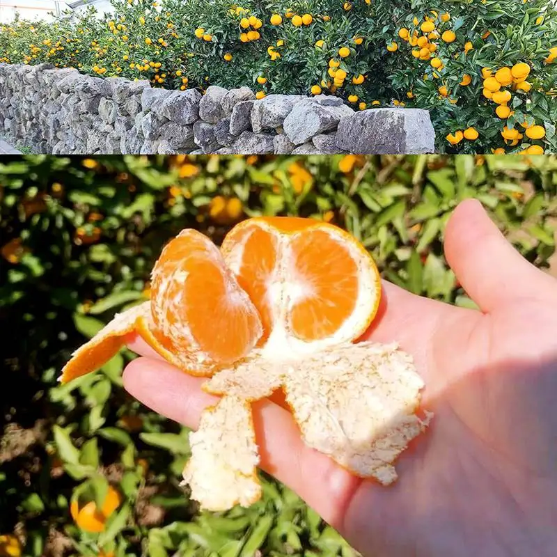 اليوسفي الموسمية Jeju 4.5 كجم ~ مندارين جيجو حلوة وحامضة طازجة يتم شحنها مباشرة من برتقال Jeju Mandarin