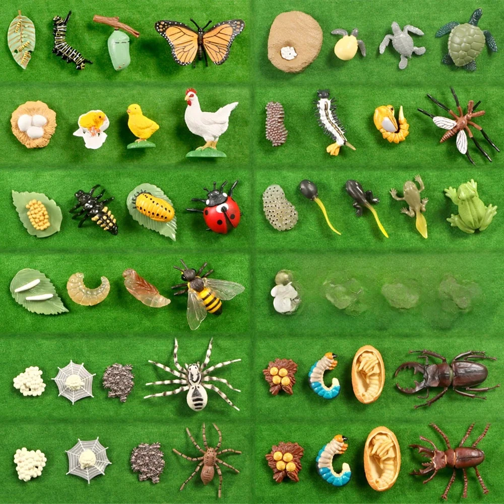AliExpress NONE Simulation Animals Growth Cycle Butterfly Ladybug Chicken Dragonfly Frog Life Cycle Figurine Model Early Education Kids Toy