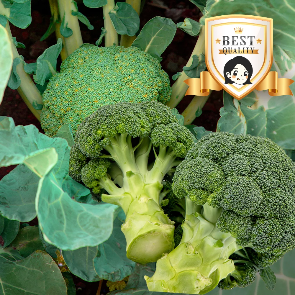 Seo Jun mother four fresh domestic broccoli (special) 1kg, 2kg, 4kg, 8kg