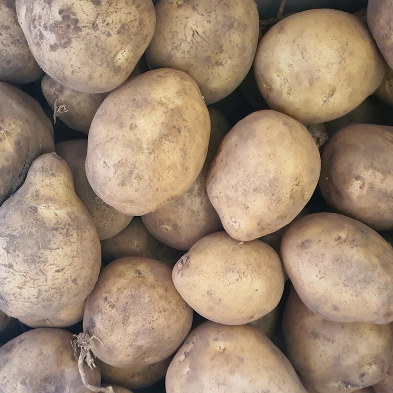 신선한 제철 국산 햇감자 수미감자 흙감자 소중대특