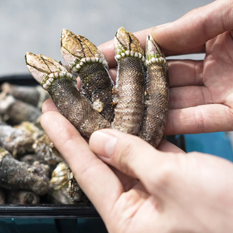 Sugar-Day-Colored Cold-Cooled Mandarin Turtle Hand 500g