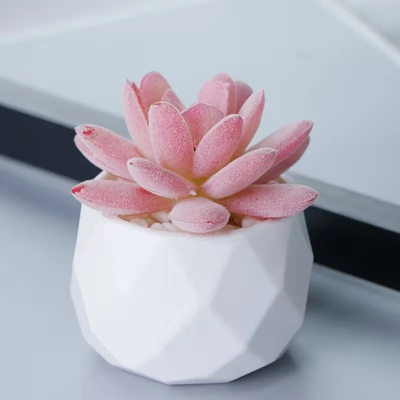 2 Stück Künstliche Sukkulenten-Bonsai mit Topf, Langlebig, Pflegeleicht. Für Zuhause, Büro & Feiertagsdekoration. – Detail 3