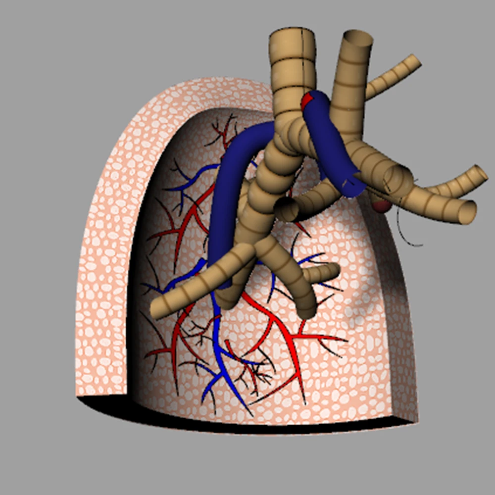 Modello polmonare gonfiabile gigante -10 piedi/3 m di altezza, modello gonfiabile del corpo umano di Oxford 210D per esposizioni di insegnamento medico scolastico
