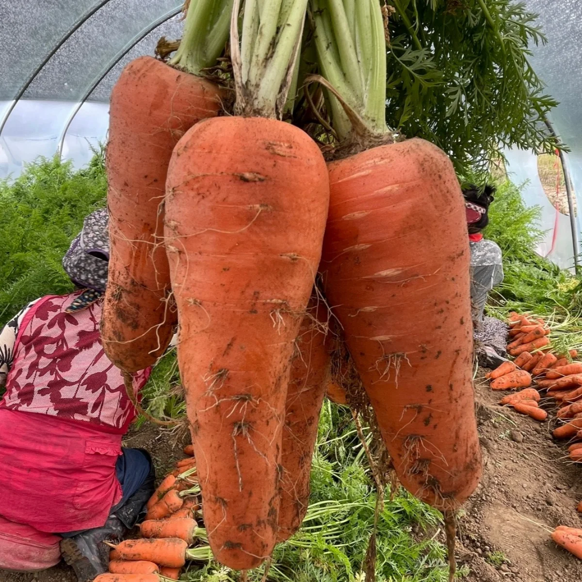 Jeju soil carrot hat 1kg 2kg 3kg 5kg 10kg