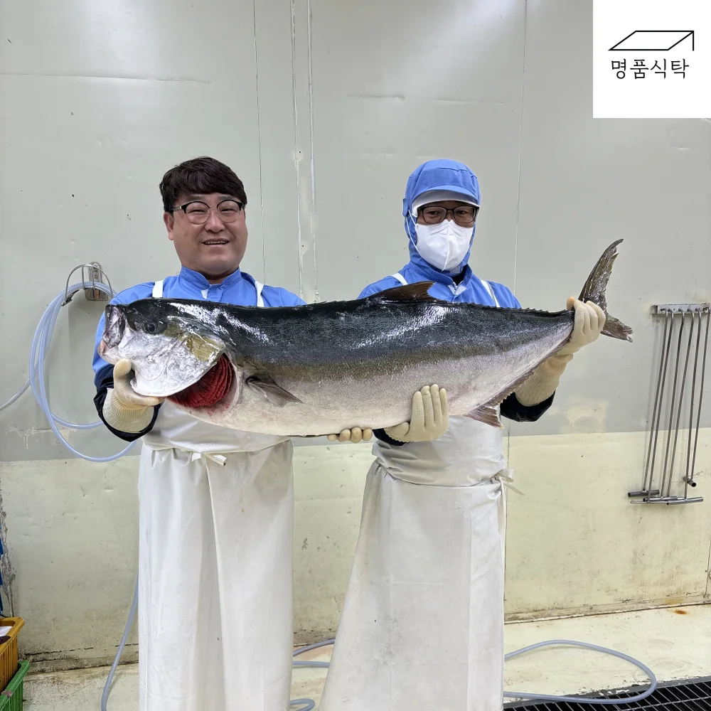 (Now this is only in season) Steel Great Defense Fillet 500g (7 ~ 10kg class)