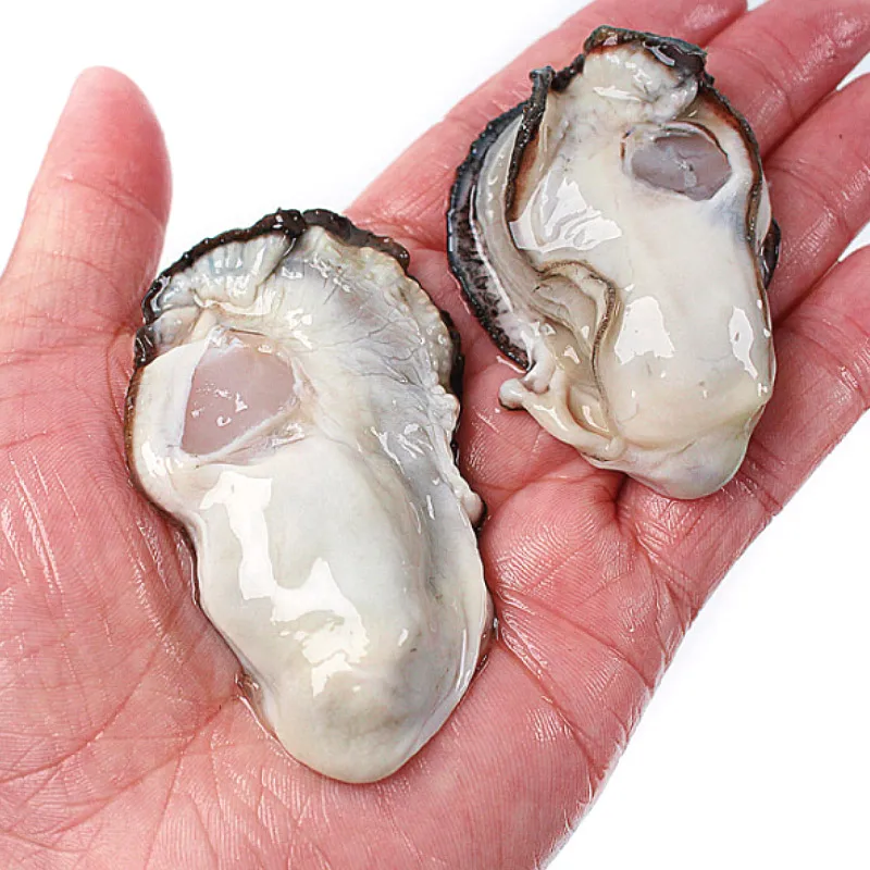 1kg of cool, fresh, fresh, raw oysters in Tonging, harvested from clean sea