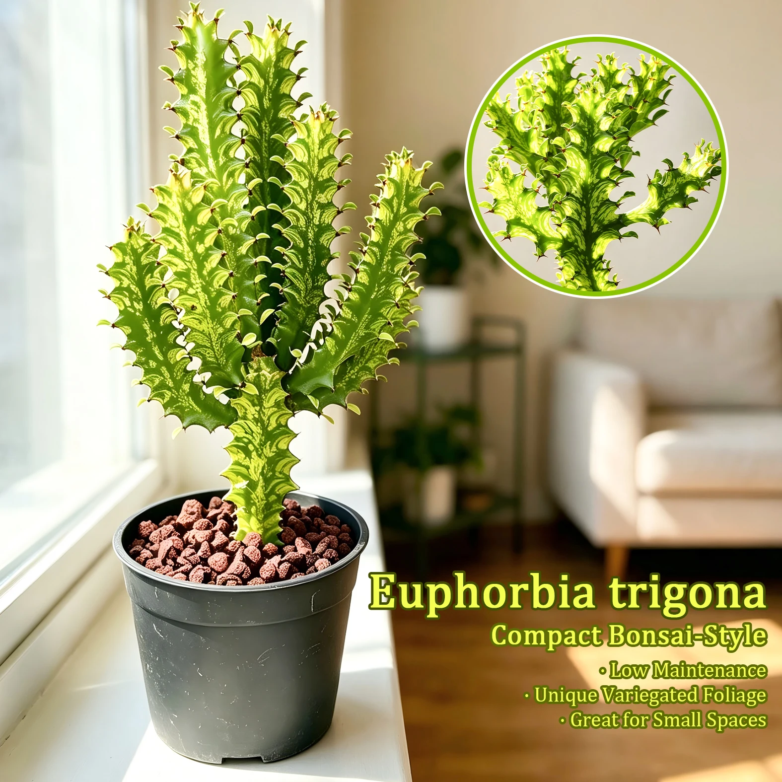 Euphorbia Trigona Succulent Plant - Unique Shape, LushFoliage - Indoor Home Decoration Accent for ModernDesert-Style Homes, Ideal Gift for Plant Beginners
