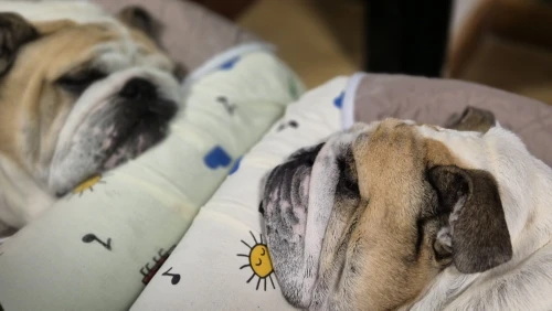 Customer review photo for Washable Reusable Dog Pee Pad
