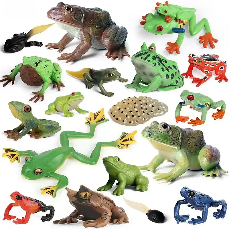 AliExpress Oenux Wild Animals Bullfrog Model Simulation Tadpole Hatch Frog Growth Cycle Action Figures PVC Cute