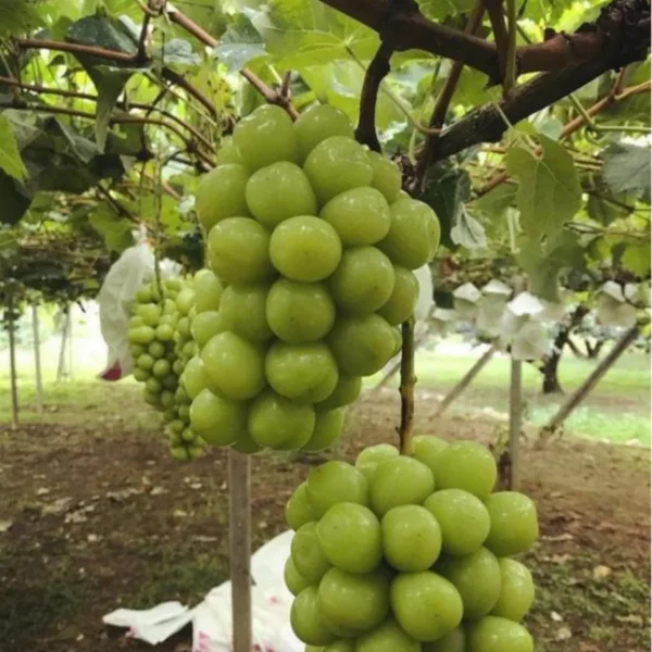 [푸디앤] 알이크고 씨가없는 고당도 샤인머스켓 망고포도