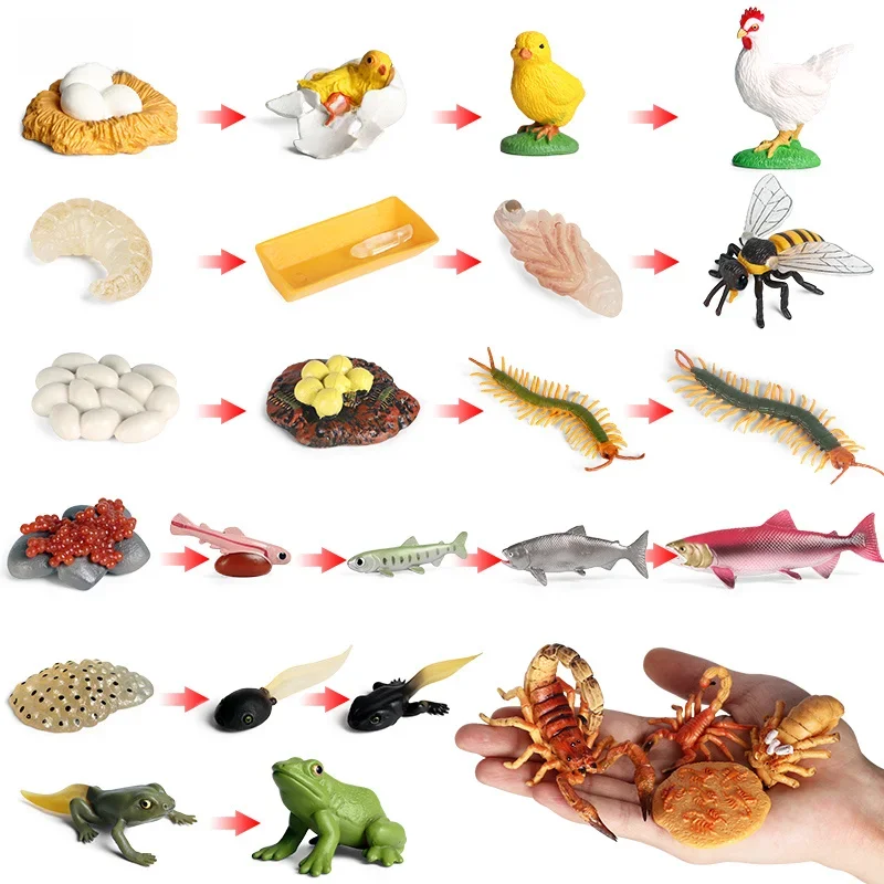 AliExpress Oenux Life Growth Cycle Simulation Insect Butterfly Frog Chicken Action Figures Animal Model Baby Educational Miniature Kids Toy