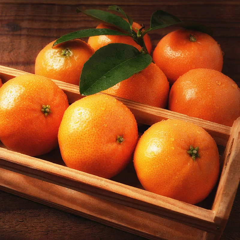 청정제주 새콤달콤 감귤 하우스 감귤