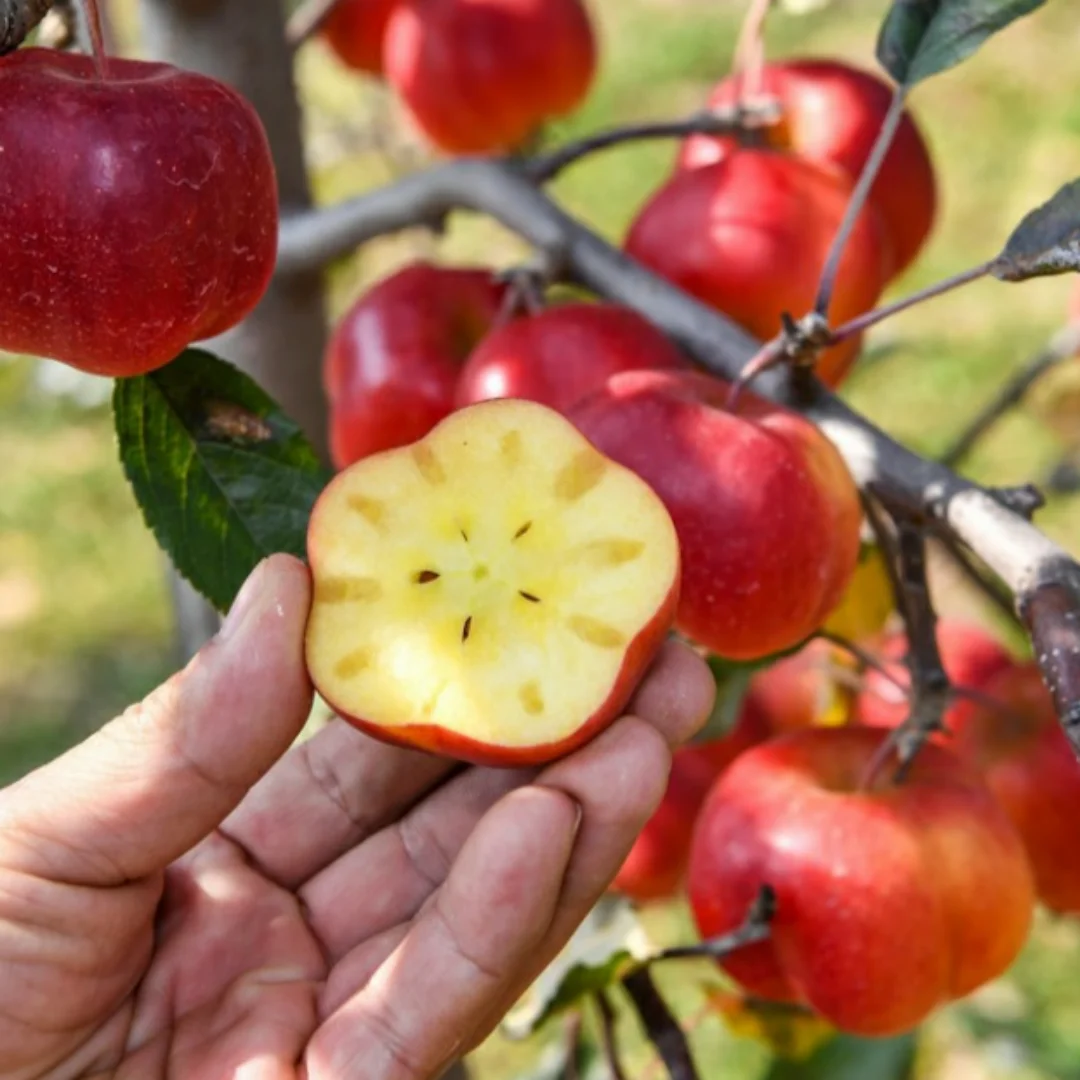 [Farm Direct] ugly Star Apple 1kg