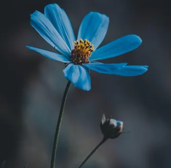 

8 EMS Pads Cr yo Machine 360 Терапия для похудения Уменьшение жира Коррекция фигуры Укрепляющая машина для похудения