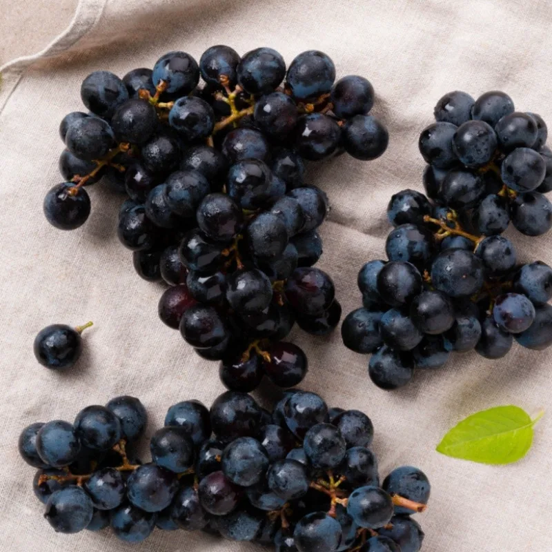 [푸디앤] 달콤함이 입안가득! 고당도 캠벨포도 에어캡 안전포장