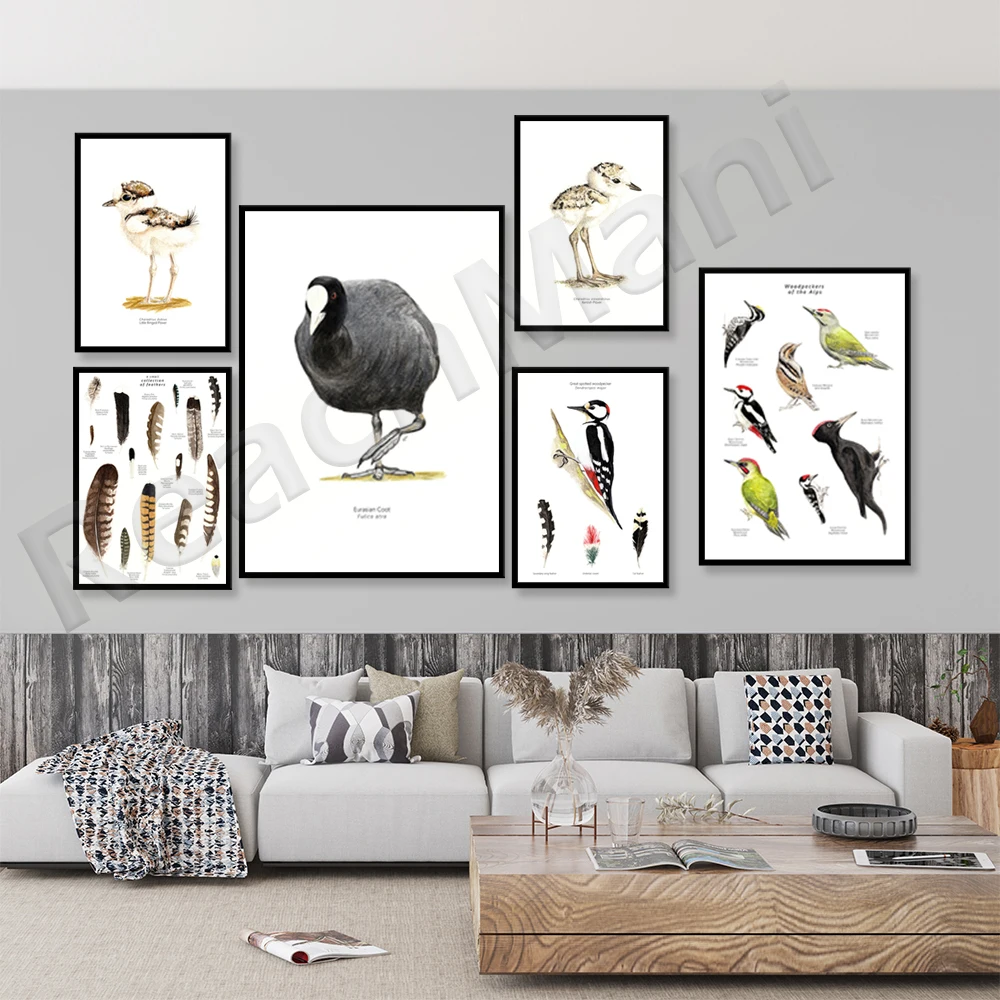

Watercolor bird print, feathers, Kent plover, little ringed plover, wren, barn swallow, coal tit, great spotted woodpecker poste