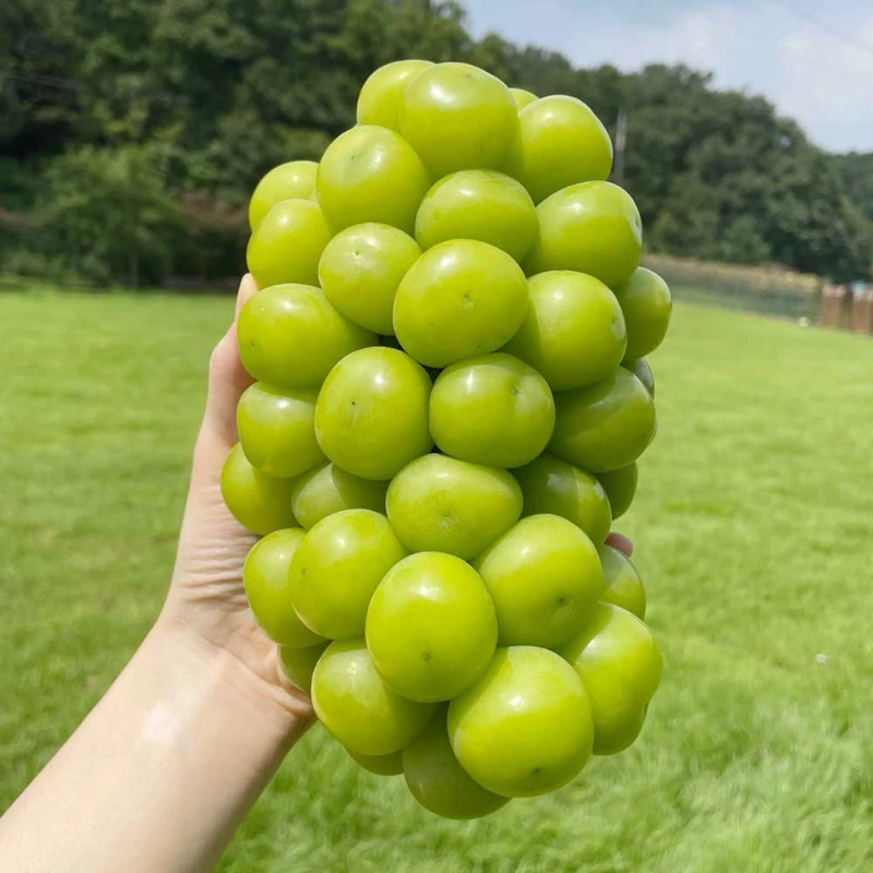 Contenido de azúcar garantizado, muscat Gyeongbuk Shine sin semillas 1 kg (2 grupos)