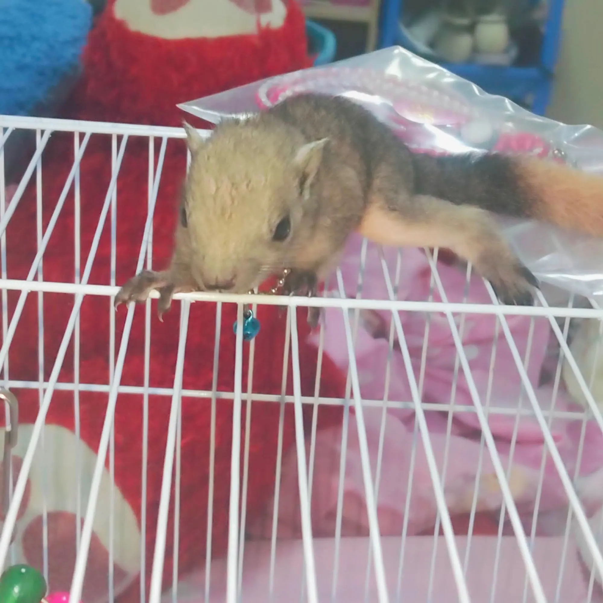 구매후기
