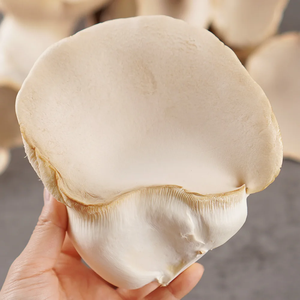 [Desarronado por la Administración del Desarrollo Rural] Cogumelos Emperador Variedad Baekhwang 100% Coreanos - 200 g x 3 Paquetes (Campiñones Extragrandes King-Size) y Más