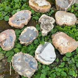 Natural Petrified Wood Slab Fossilized Decorative Stone for Home Décor and Healing