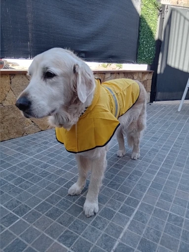 Customer review photo for Waterproof Dog Raincoat — Adjustable, Windproof & Hooded