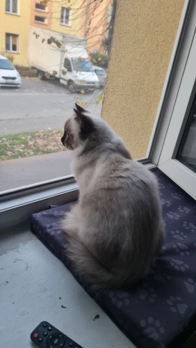 Customer review photo for Double-Layer Cat Litter Mat