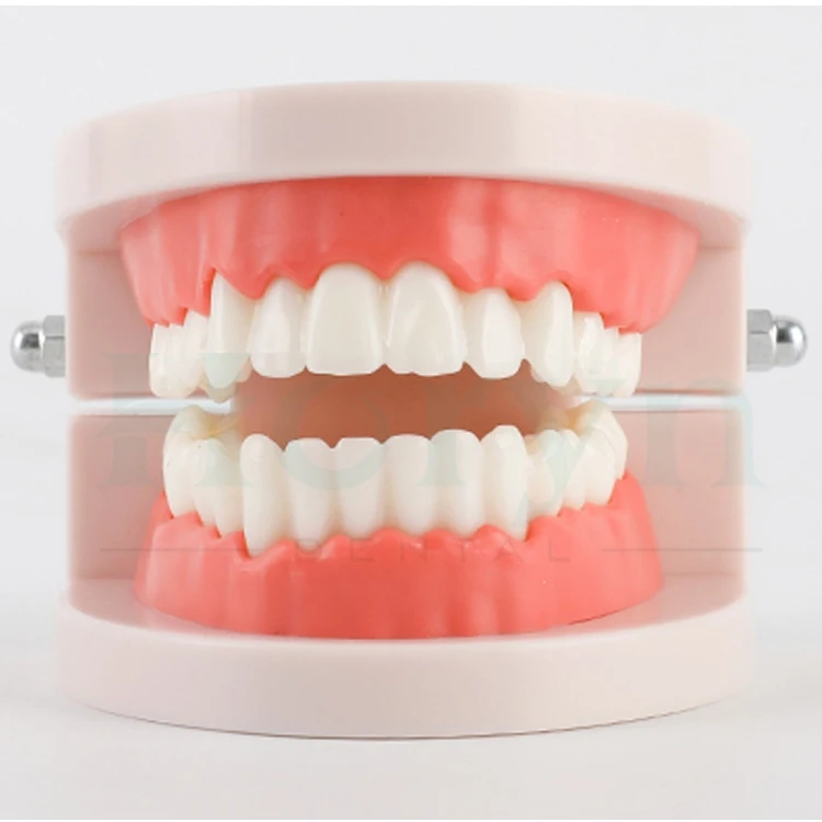 Horyn Human Teeth Anatomy Model Dental Education Training Model Movable Jaw Demonstration Tool for Dental School Learning