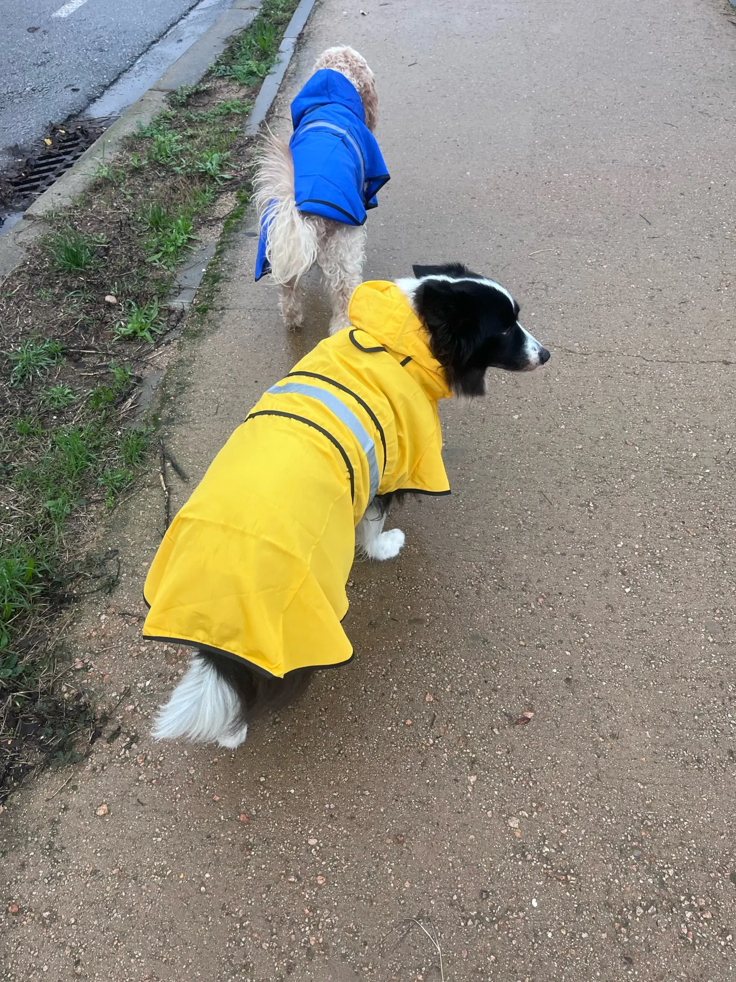 Customer review photo for Waterproof Dog Raincoat — Adjustable, Windproof & Hooded