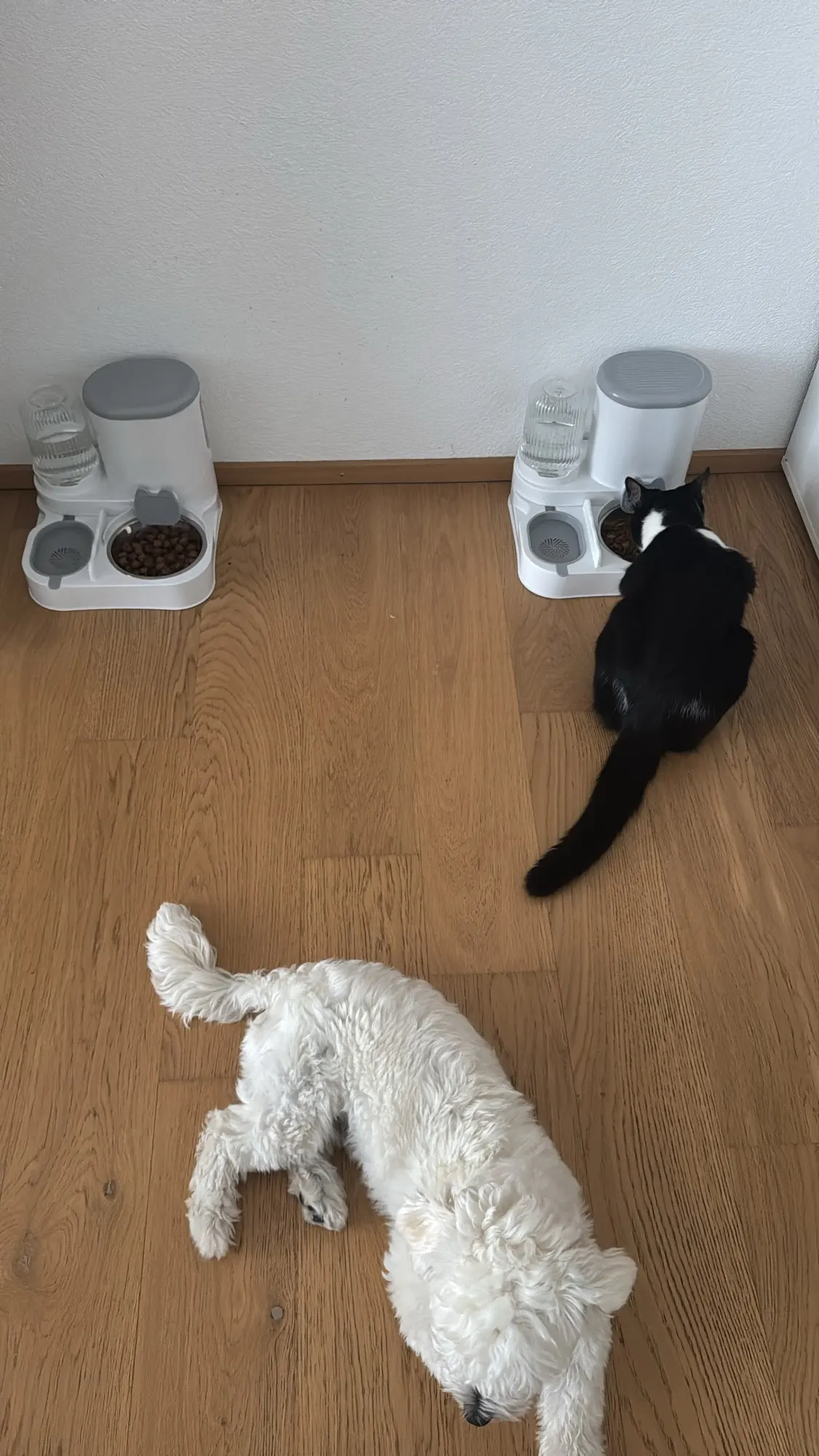 Customer review photo for Dual-Bowl Automatic Cat Feeder for Two Pets