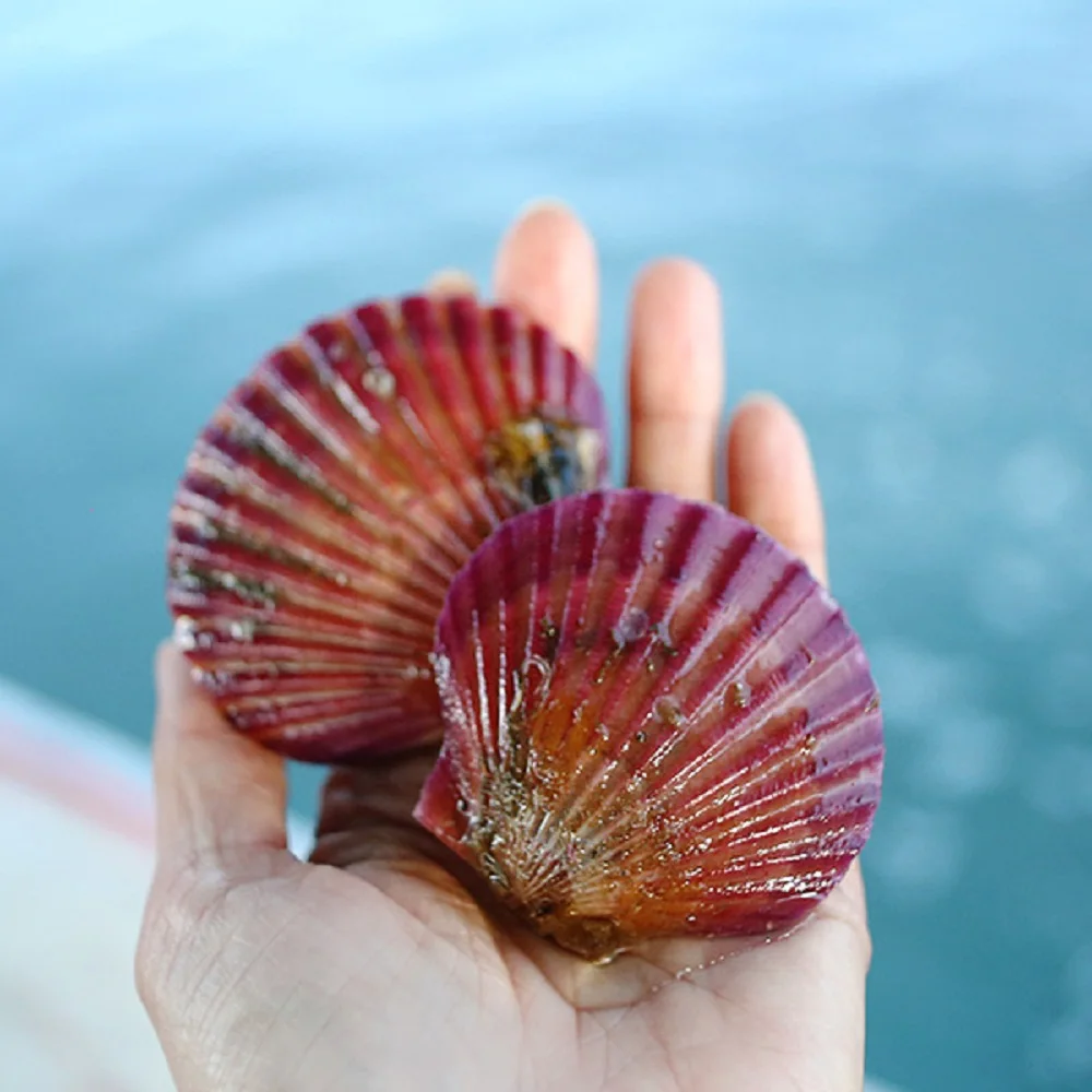 Tongyoung Red scallops Salways 3kg 75 Mi