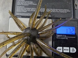 Imagen de reseña 3