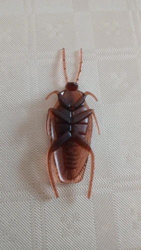 실물 포토 리뷰