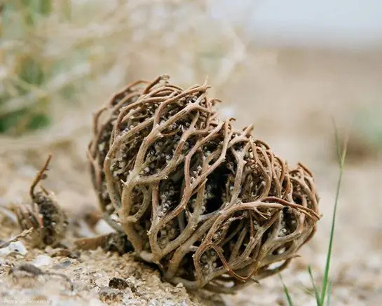 The Flower of Maryam Real Rose of Jericho Flower of Maryam, St. Mary’s flower, resurrection plant, 2 pcs plant