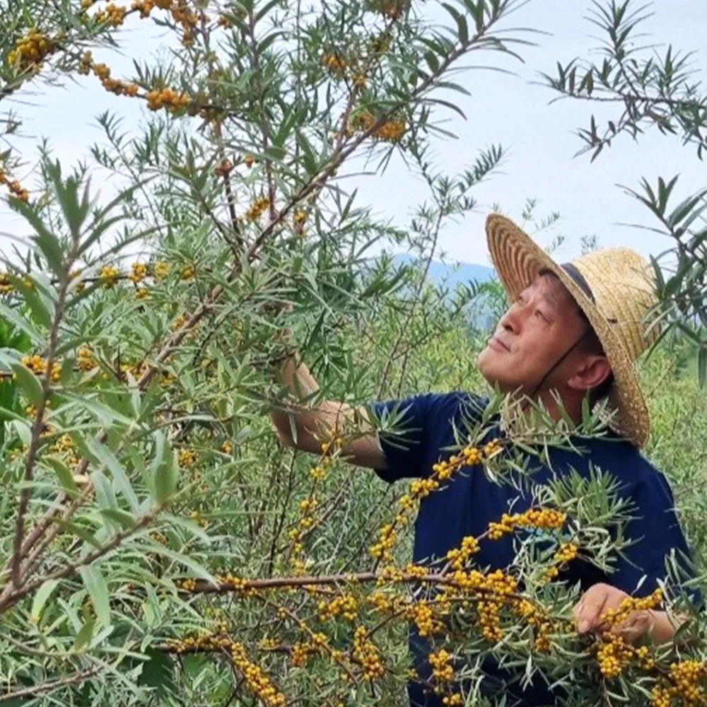 국내산 비타민나무 열매 생과 주스용 6시내고향 천연비타민 Sea buckthorn