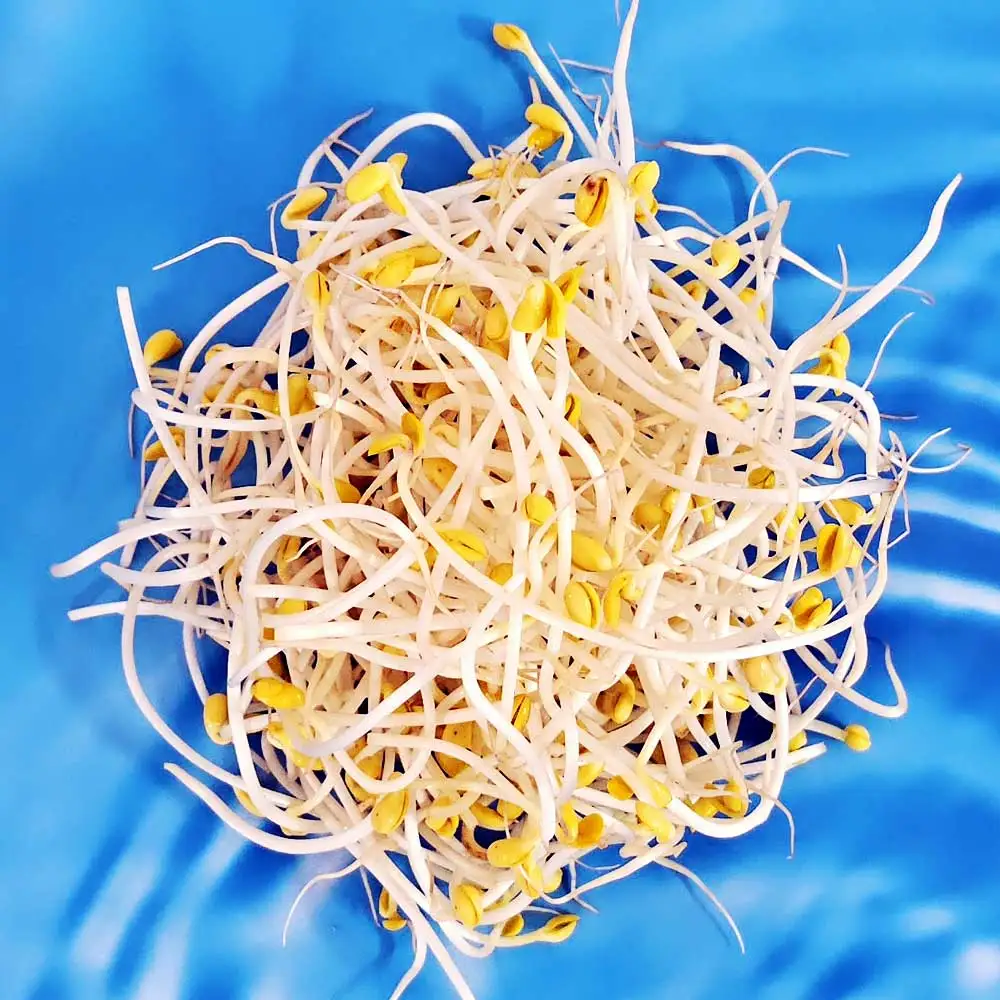 زراعة فول الصويا المنزلية الخالية من المبيدات الحشرية ، خالية من المبيدات الحشرية ، زراعة فول الصويا المحلية ، 1 ، 3 ، 5 ، من من من فول الصويا