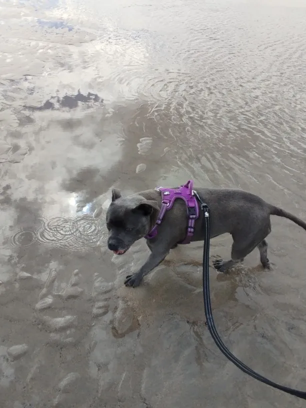 Arnés para perros Truelove en color negro