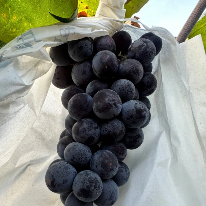 [푸디앤] 달콤함이 입안가득! 고당도 캠벨포도 에어캡 안전포장