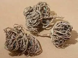 The Flower of Maryam Real Rose of Jericho Flower of Maryam, St. Mary’s flower, resurrection plant, 2 pcs plant