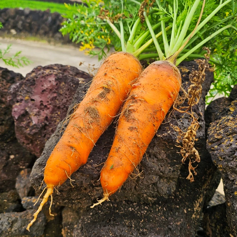 [Taste Nam] 100% domestic-made Jeju Guwa Carrot 2kg et al