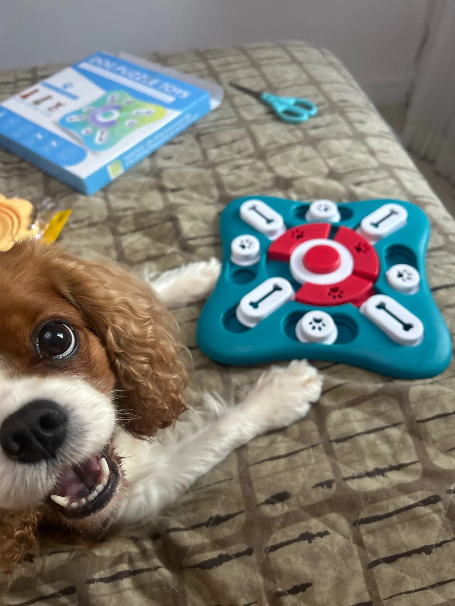 Best Toys and Tools to Distract a Male Dog from a Female in Heat